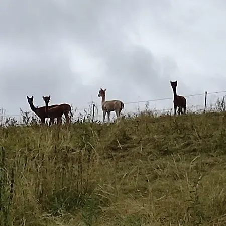 شقة Ein Traum Im Schwarzwald - Mit Megaausblick *