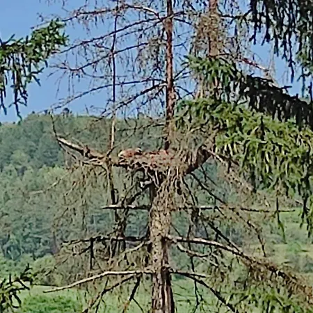 Ein Traum Im Schwarzwald - Mit Megaausblick شقة Glatten